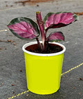 2" Custom Asst: Calathea Rosy